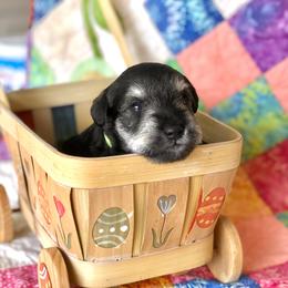 Miniature Schnauzer Puppies from MoonShadows Miniature Schnauzers
