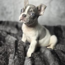 Sprinkle - Blue male French Bulldog puppy in Alexandria, Virginia from Boss Lady Kennel