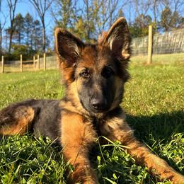 Read bio - Mulan - Guardian home only - Black and red female German Shepherd puppy in Coplay, Pennsylvania from By My Side Germans Shepherds & Dobermans