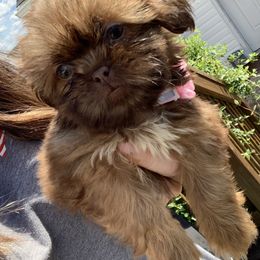 Shih Tzu and Shorkie Puppies from Kennel in the valley