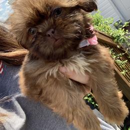Shih Tzu and Shorkie Puppies from Kennel in the valley