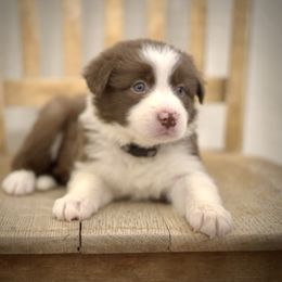 Border Collie Puppies from Shill Border Collies