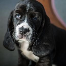 Thor - Black and white male Basset Hound puppy in Knoxville, Tennessee from Well Hounded Bassets
