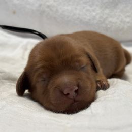 Carrot Top - Red  male Goldendoodle puppy in Chino Valley, Arizona from Bass Creek Doodles