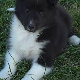 Pixie - Black and white female Shetland Sheepdog puppy in Luray, Missouri from Krayola Shelties
