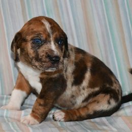 Milly - Catahoula Leopard Dog puppy from Spot On Catahoula Leopard Dogs