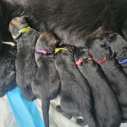 German Shepherd Puppies from Von Forester German Shepherds