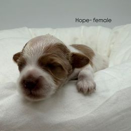 Hope - Caramel female Australian Labradoodle puppy in Denton, Texas from Liberty Hill Labradoodles
