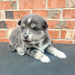 Rosalina - Blue female Pomsky puppy in Henderson, Kentucky from Paris Pomskies
