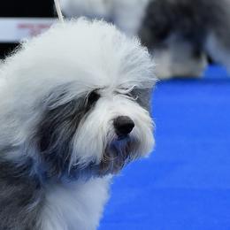Old English Sheepdogs from Pettibone OES