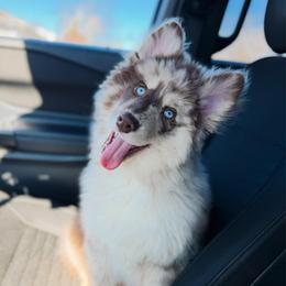 Ravioli - Merle male Pomsky puppy in Cleveland, Ohio from Lake Point Pomskies
