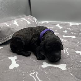 Girl 4 - female Barbet puppy in New Bedford, Massachusetts from Barbie's Barbets