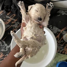 Poodle Puppies from Tyler Family Poodles