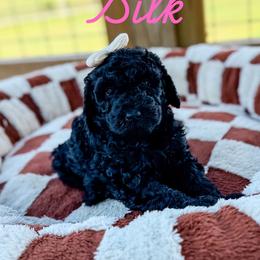 Silk - Black female Goldendoodle puppy in Cleveland, Tennessee from Liberty Creek Farms