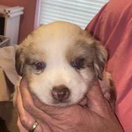 Girl 3 - Miniature Australian Shepherd puppy in Corydon, Indiana from Arbuckle’s Lookin Good Aussies (LGA)