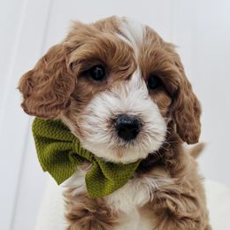 Goldendoodles and Sheepadoodles from Sweet Southern Doodles