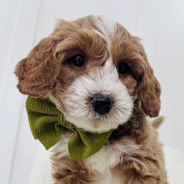Goldendoodles and Sheepadoodles from Sweet Southern Doodles