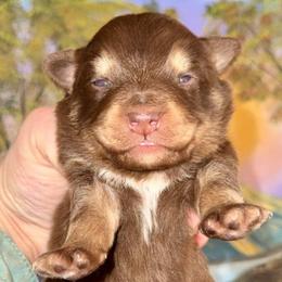 Callan - Red tri male Miniature Australian Shepherd puppy in Patterson, North Carolina from DreamLine Aussies