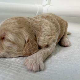 Bernedoodle, Bernese Mountain Dog, Cavalier King Charles Spaniel, Cavapoo, and Poodle Puppies from Ellas.Pups (Bernedoodles & Cavapoos)