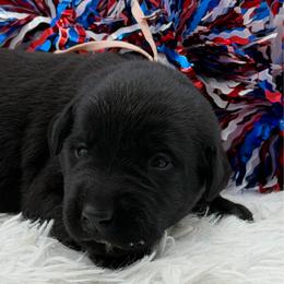 Pink - Black female Labrador Retriever puppy in Heath Springs, South Carolina from Rich Hill Retrievers