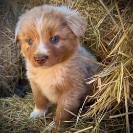 Buck - Red merle male Miniature Australian Shepherd puppy in Lakeport, California from Akins Aussies/Wild Rose Ranch