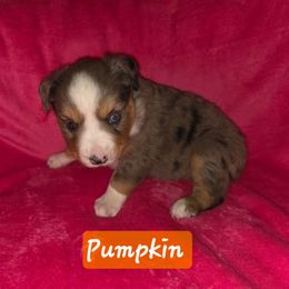 Pumpkin - Blue merle female Toy Australian Shepherd puppy in Forney, Texas from Texas Talent Toy Aussie's