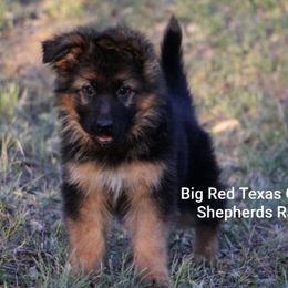 German Shepherd Puppies from Big Red Texas German Shepherds Ranch