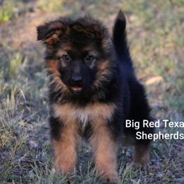 German Shepherd Puppies from Big Red Texas German Shepherds Ranch