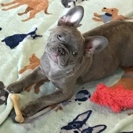 French Bulldogs from French Angells French Bulldogs