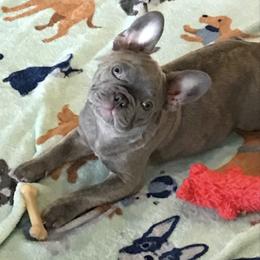 French Bulldogs from French Angells French Bulldogs