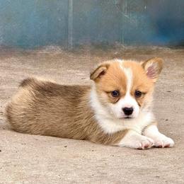 Pembroke Welsh Corgi Puppies from Pembroke Welsh Corgis at Belle Haven