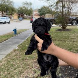Harvard - Black male Goldendoodle puppy in Humble, Texas from Simply Dane Doodles