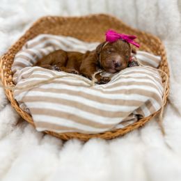Rani - Red  female Goldendoodle puppy in Sulphur, Louisiana from Curly Q’s Of Carlyss