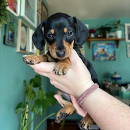 Pepper - Black and tan female Dachshund puppy in Jacksonville, North Carolina from Lizzie’s Doxies