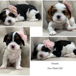 AKC Girl 1 Tri-Color - Tri-color female Cavalier King Charles Spaniel puppy in Pleasant Hill, Iowa from Harvest Creek