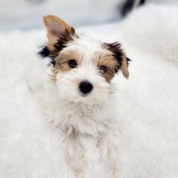 Dot - Parti female Yorkshire Terrier puppy in Mattawa, Washington from All Star Yorkies