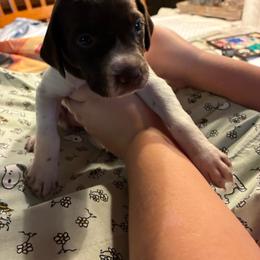 Orange - White and liver female German Shorthaired Pointer puppy in Spencer, Massachusetts from Outback Kennels