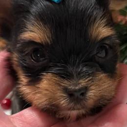 Not Available - Black and tan female Yorkshire Terrier puppy in Lexington, North Carolina from Silver Valley Yorkies