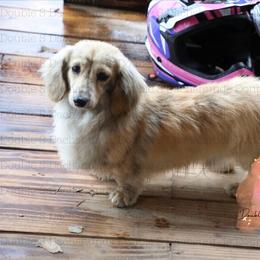 Clyde - Dachshund