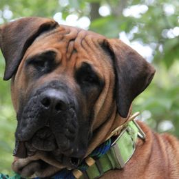 Boerboels from Rocky Top Boerboels