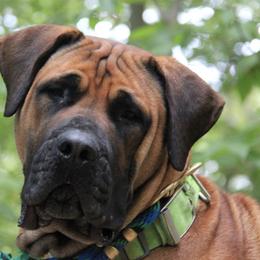 Boerboels from Rocky Top Boerboels