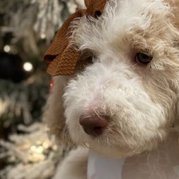 Girl 3 - Parti Goldendoodle puppy in Blanchard, Oklahoma from I Dream of Doodles
