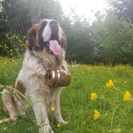 Saint Berdoodles and Saint Bernards from PNW Saint Berdoodles