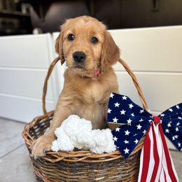 Golden Retriever Puppies from Haven of Hope Golden Retrievers