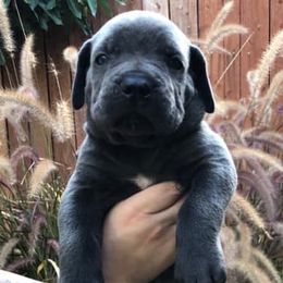 Cane Corso from Western Block Kennels