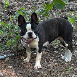 Boston Terrier puppies from Tuxedo Bostons and French Bulldogs