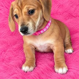 Darla - Red female Dachshund puppy in Magnolia, Texas from Little Honey’s Dachshunds