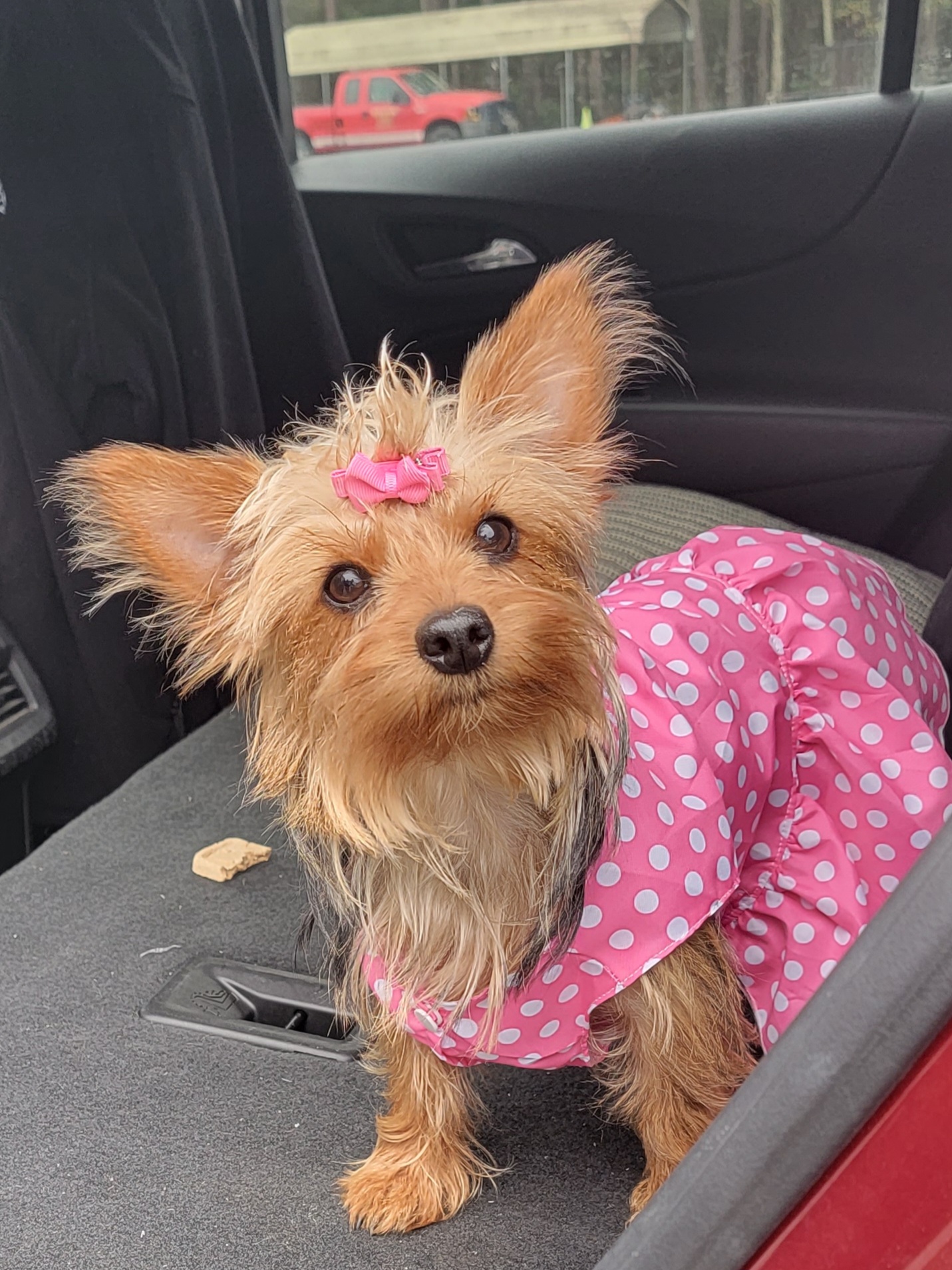 Maltese, Morkies, and Yorkshire Terriers from Fluff Town Puppies, LLC