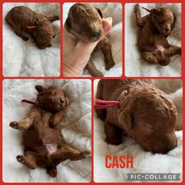 Cash - Red  male Poodle puppy in Mount Vernon, Illinois from AMC Poodles