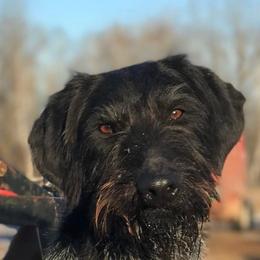 Thor - German Wirehaired Pointer